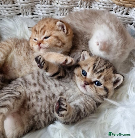 British Shorthair cats - Advert 15