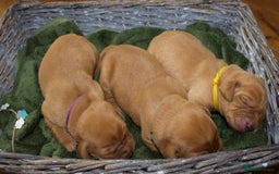 Labrador Retriever dogs for sale: 🐾 KC Registered Fox Red Lab Puppies 🐾 - Image 10