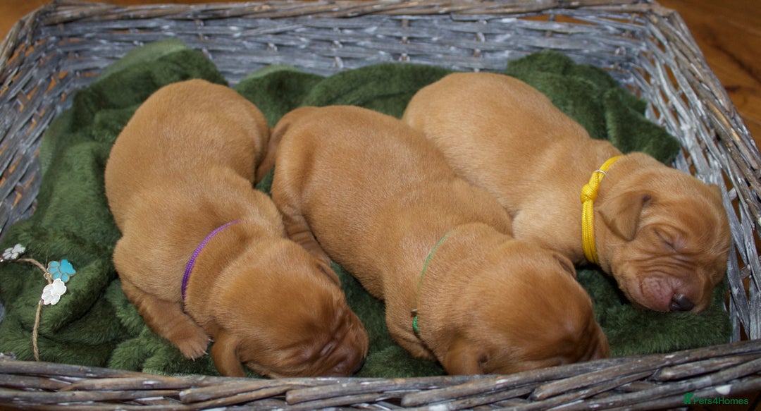 Labrador Retriever dogs for sale: 🐾 KC Registered Fox Red Lab Puppies 🐾 - Image 10