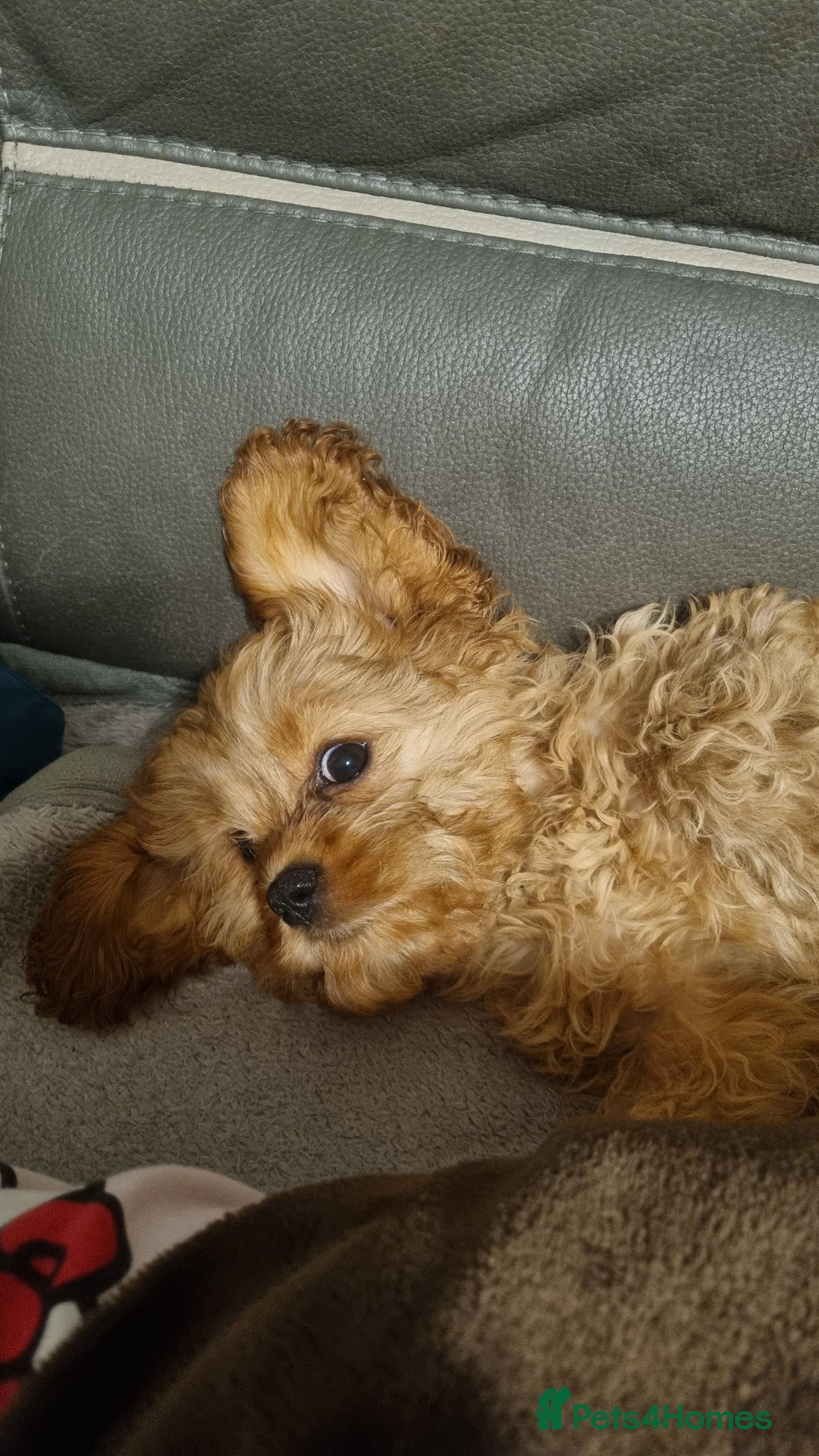 Cavapoo dogs for sale: DNA TESTED ❤️2 girl left ❤️fox red miniature  - Advert 3