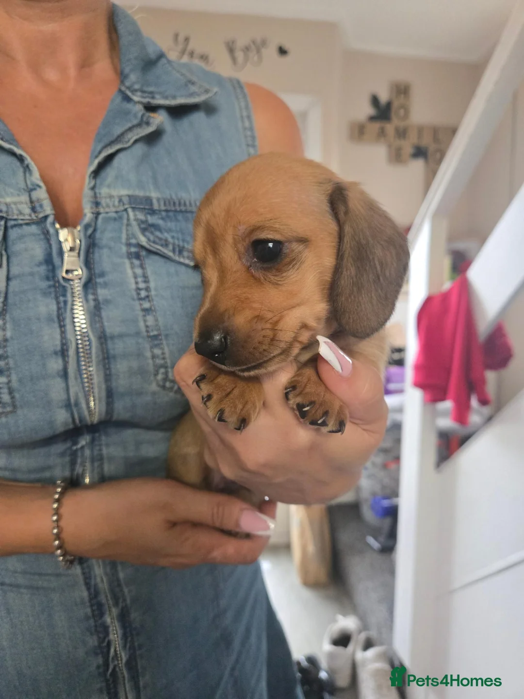 Miniature Dachshund dogs for sale: Miniature Dachshunds - Advert 2