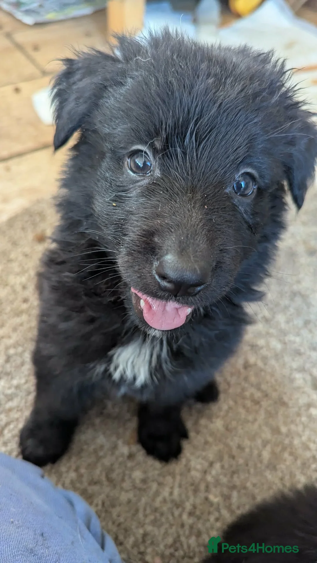 Mixed Breed dogs for sale: German shepherd x Belgium shepherd puppies  - Advert 8