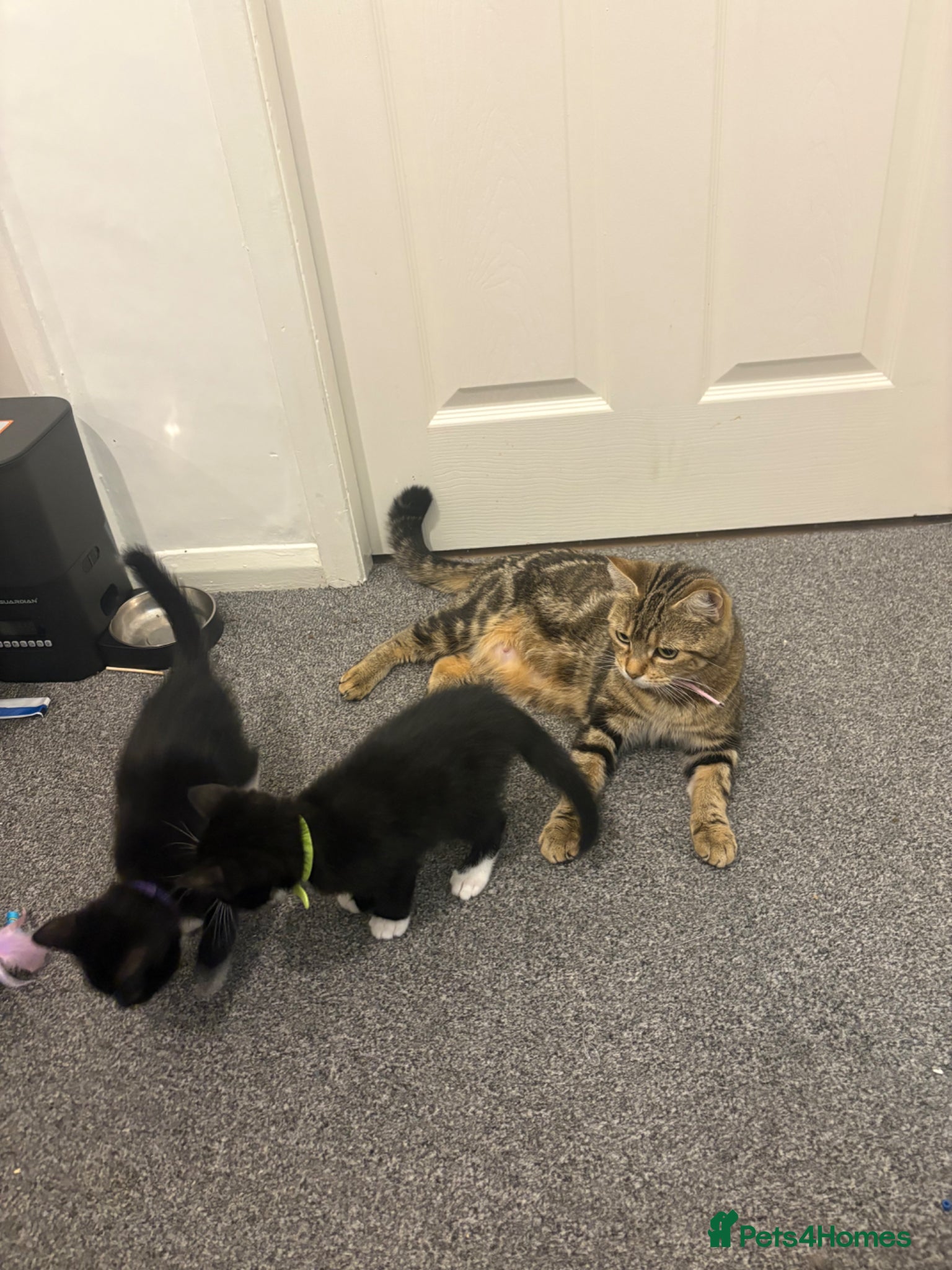 Mixed Breed cats 4 black and white kittens - Advert 1