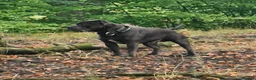 Staffordshire Bull Terrier dogs for stud: Kenbloom Mcintosh  - Advert 8