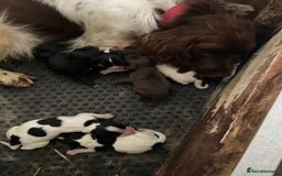 Sprocker dogs for sale: Sprocker - Image 8