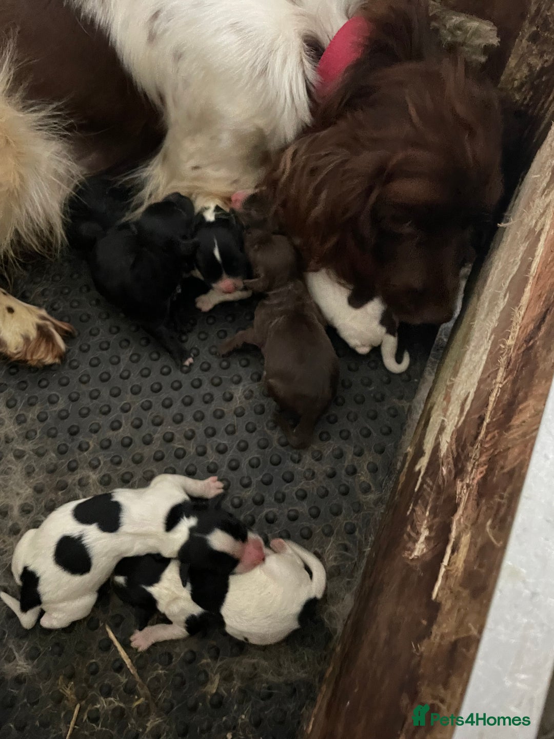 Sprocker dogs for sale: Sprocker - Image 8