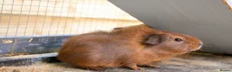 Guinea Pig rodents for sale: 2 bonded female guinea pigs  - Advert 4