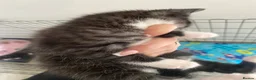 British Longhair cats for sale: 2 Beautiful Girls - Advert 9
