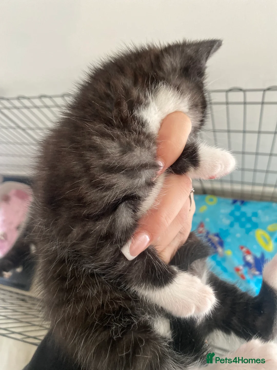 British Longhair cats for sale: 2 Beautiful Girls - Advert 9