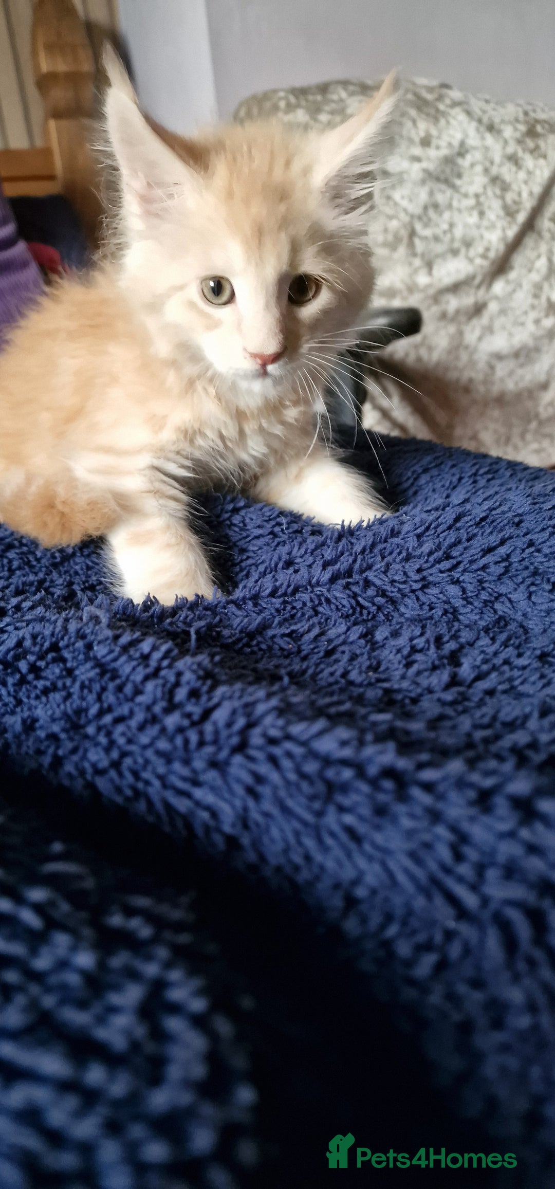 Maine Coon cats for sale: Maine Coon Kittens Looking for Loving Homes - Advert 9