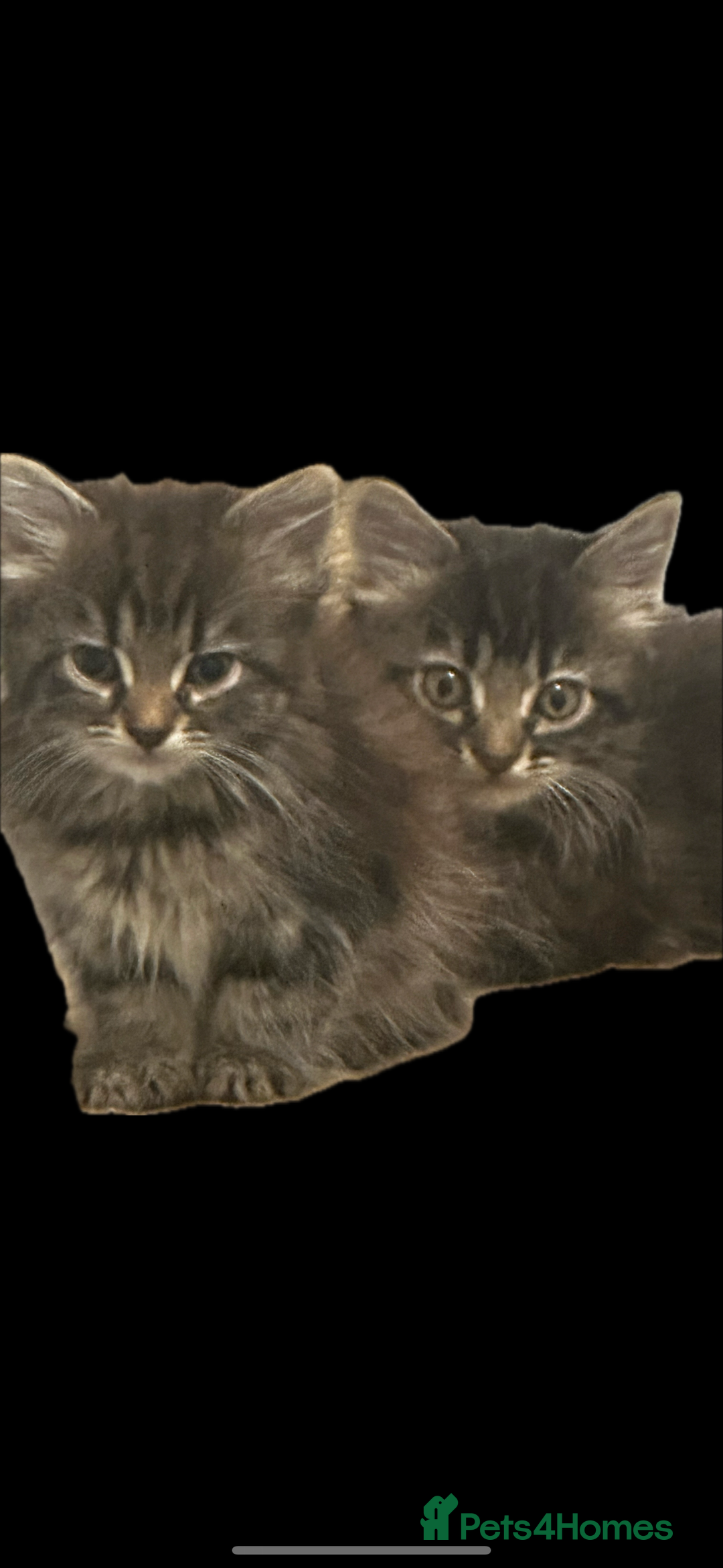 Mixed Breed cats for sale: Fluffy Adorable Kittens - Image 7