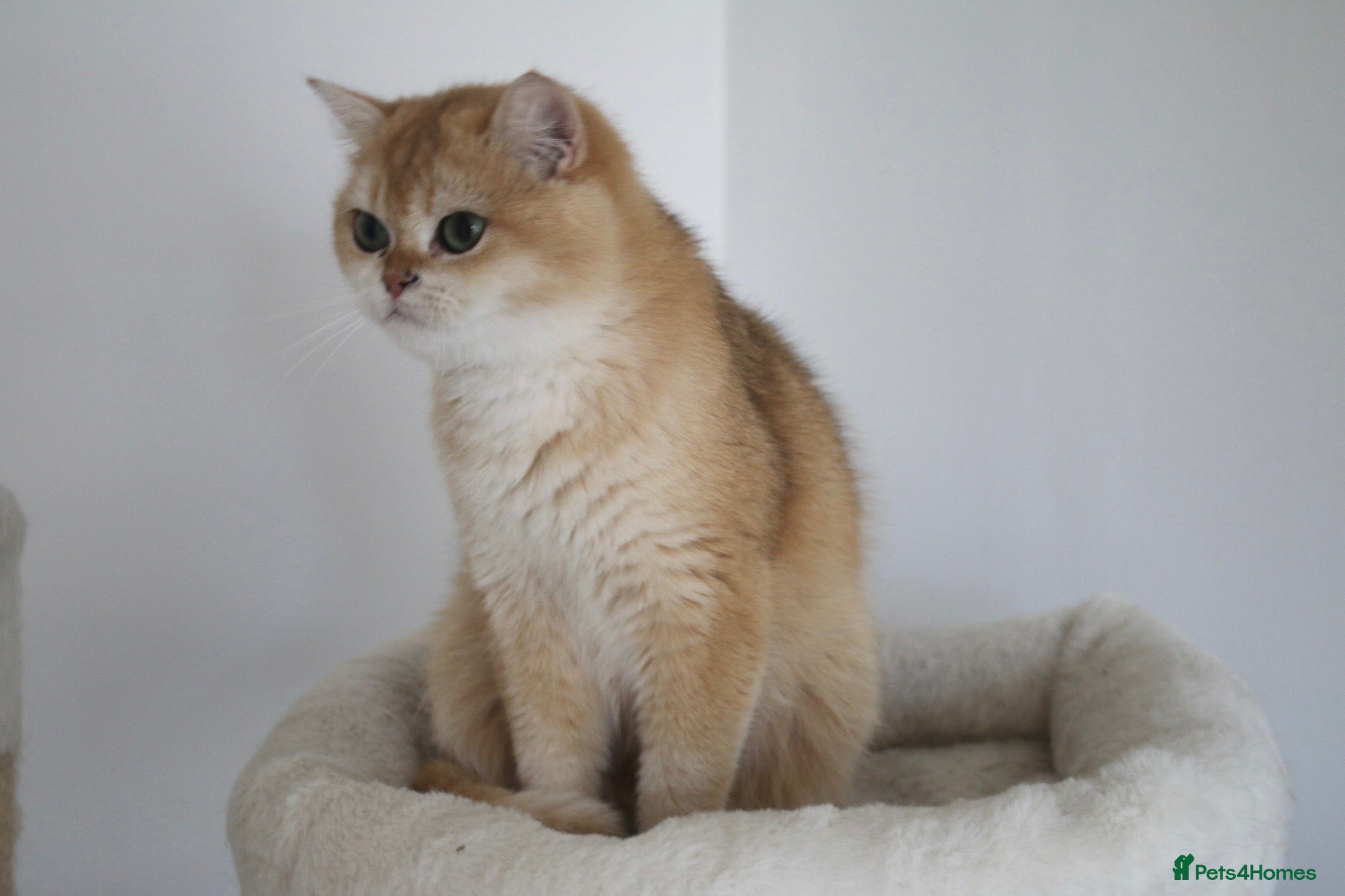 British Shorthair cats 🩷 Ny12 Golden British Shorthair Girl 🩷 - Advert 12