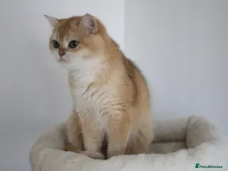 British Shorthair cats 🩷 Ny12 Golden British Shorthair Girl 🩷 - Advert 12
