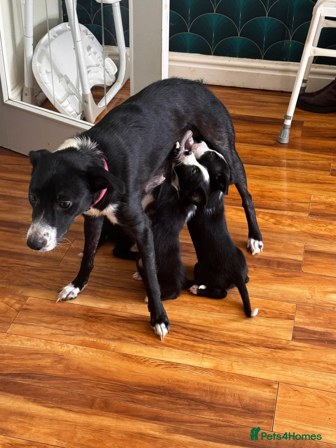 Sprollie dogs for sale: Border Collie Puppies in Basingstoke - Advert 4