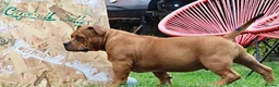American Bully dogs for sale: Real American Pocket Bully’s  - Advert 6
