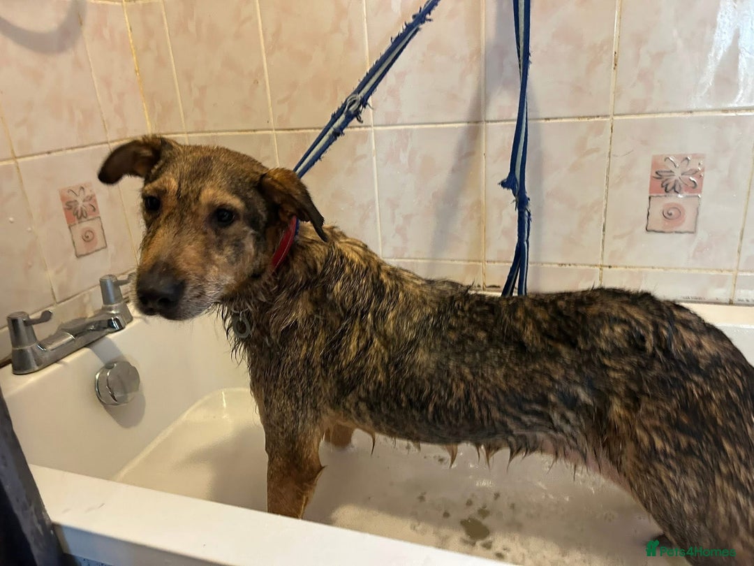 Mixed Breed dogs for adoption: Dana (2) Norwich Norfolk  - Image 9