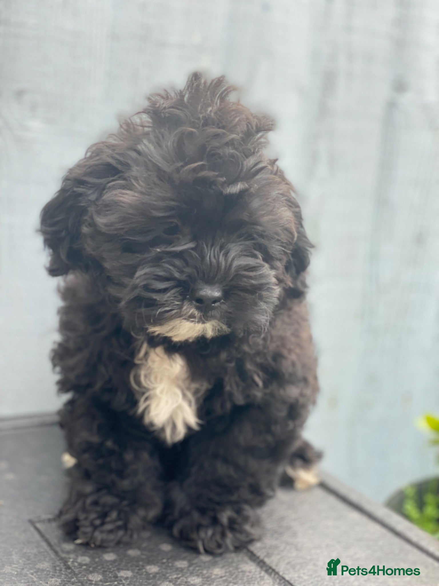 Shihpoo dogs Health Tested,READY TO GO - Advert 1