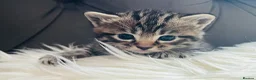 Ragdoll cats for sale: BEAUTIFUL MIX RAGDOLL KITTENS in Reading - Advert 15