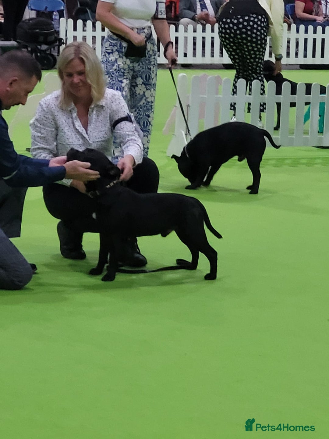 Staffordshire Bull Terrier dogs for sale: ✨️Outstanding SBT puppies✨️ - Advert 18