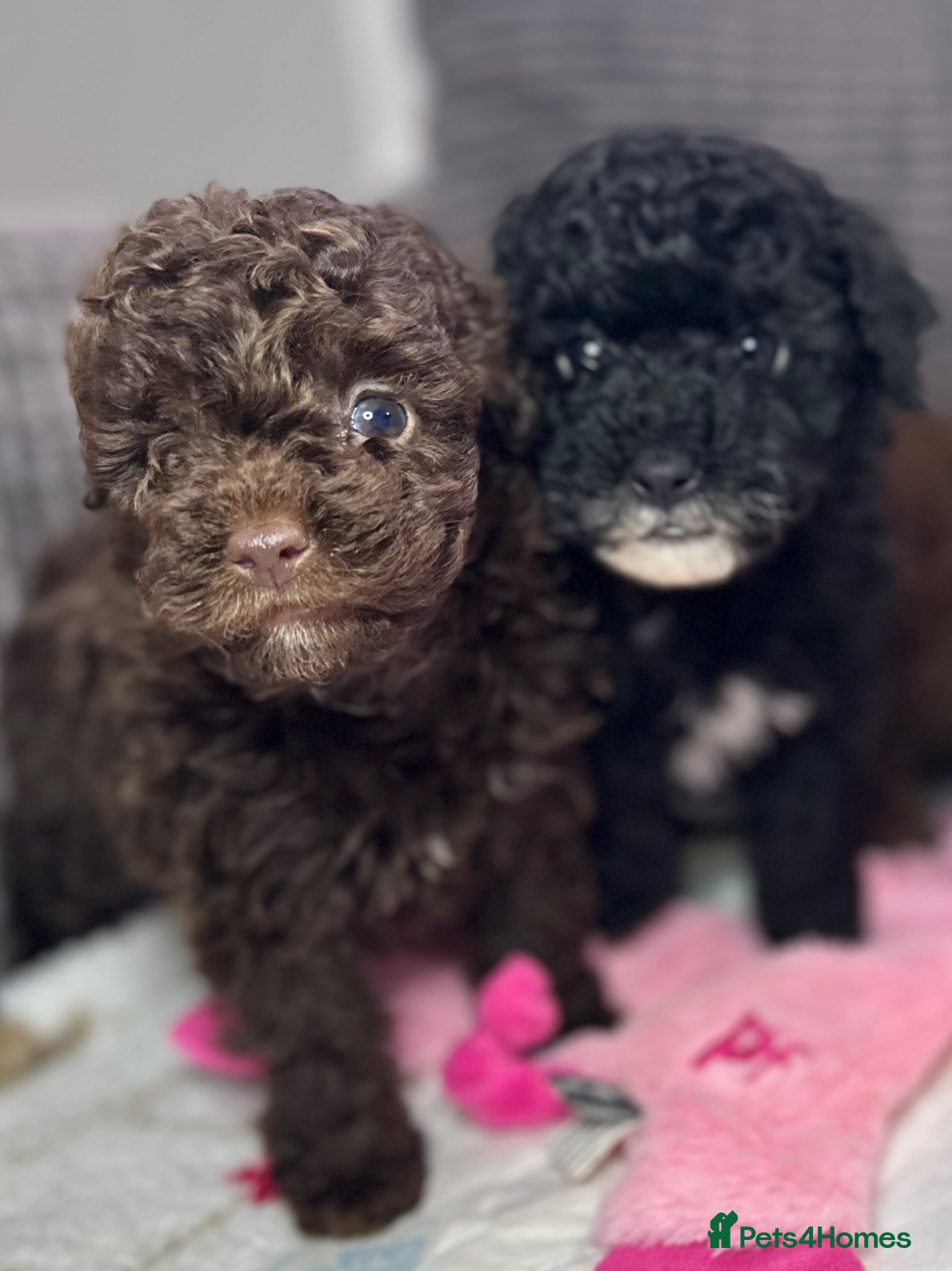 Toy Poodle dogs Toy poodle puppies READY NOW! - Advert 3