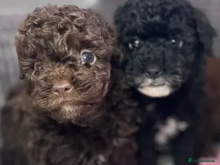 Toy Poodle dogs Toy poodle puppies READY NOW! - Advert 3