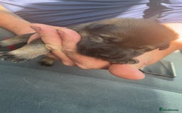 German Shepherd dogs for sale: Beautiful German shepherd girls  - Image 5