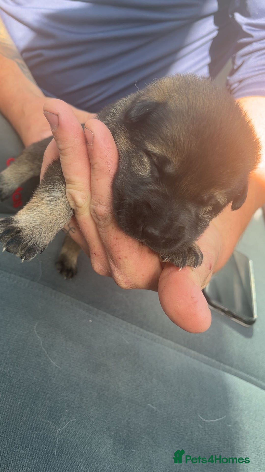 German Shepherd dogs for sale: Beautiful German shepherd girls  - Image 5