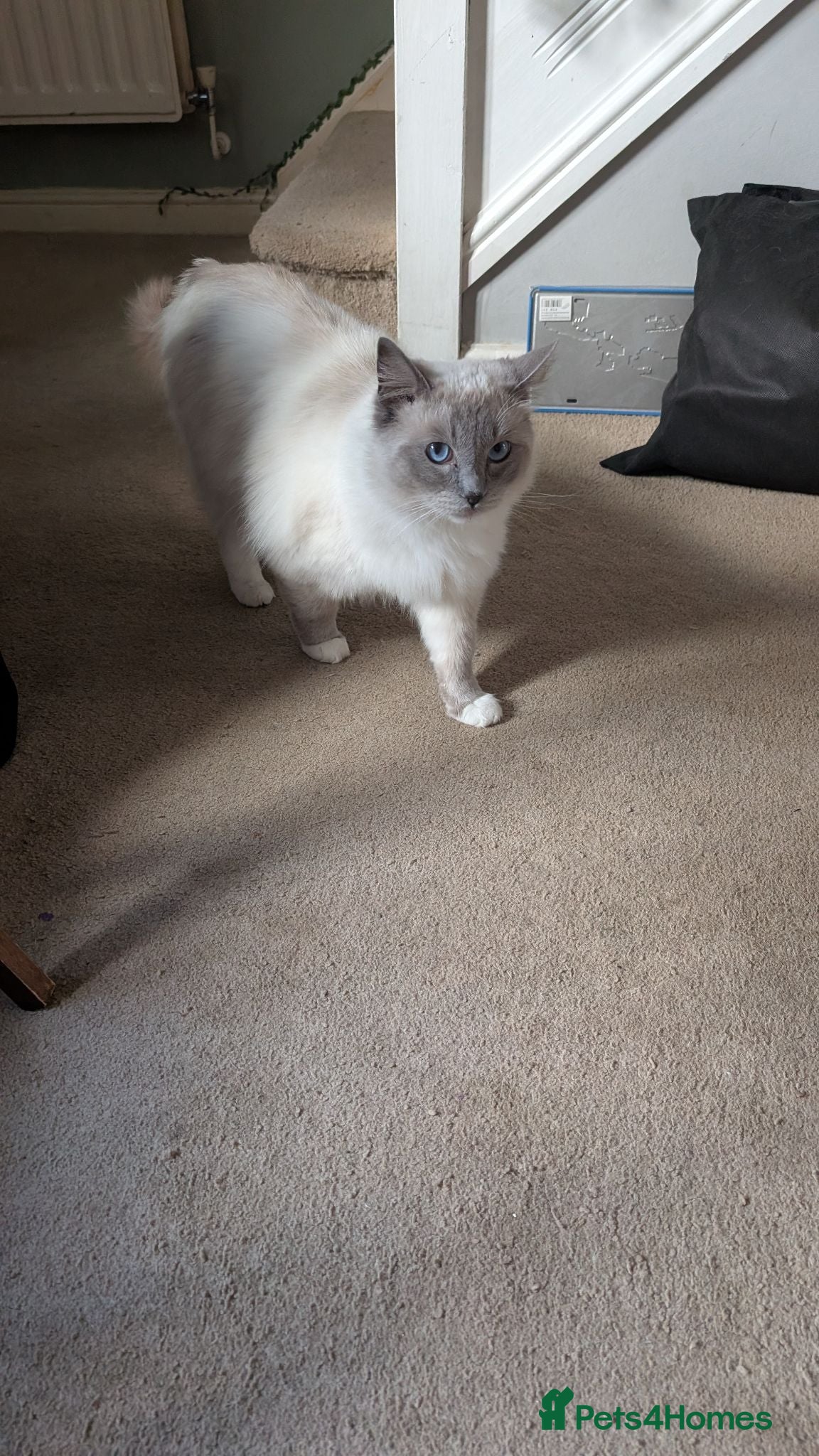 Mixed Breed cats Two male cats to be rehomed together  - Advert 1