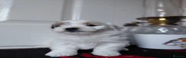 Biewer Terrier 2
