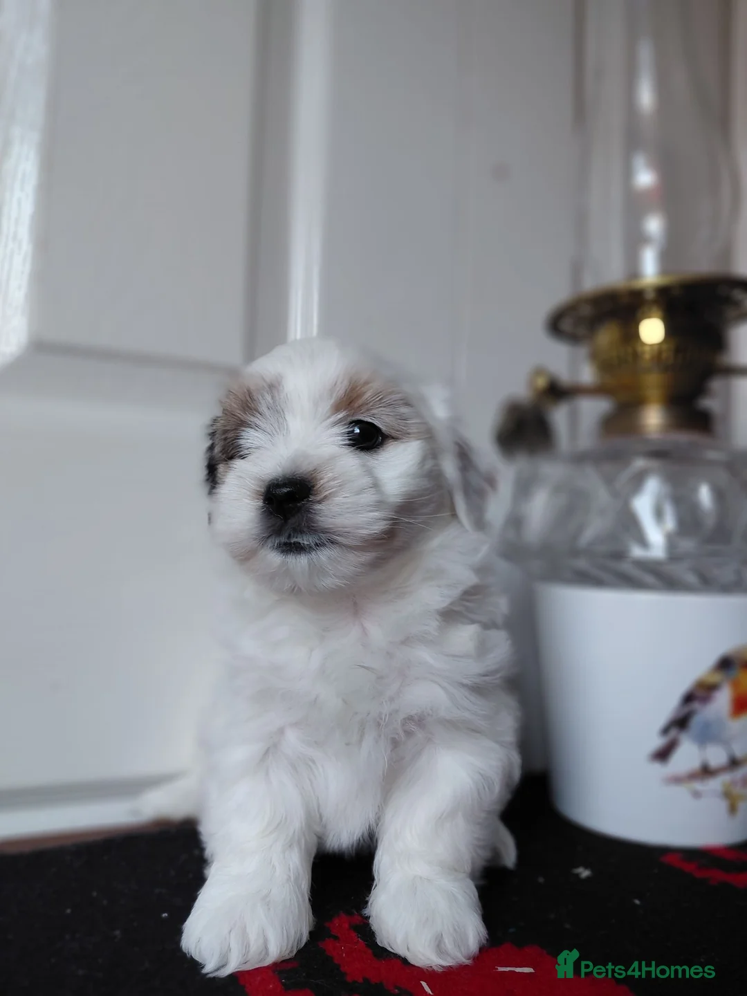 Biewer Terrier dogs for sale: Stunning Biewer Terrier puppies-Well-Trained  - Advert 15