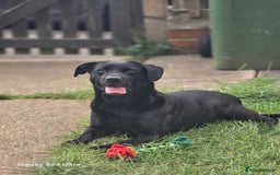 Mixed Breed dogs for sale: Vizslador Puppies - Image 6