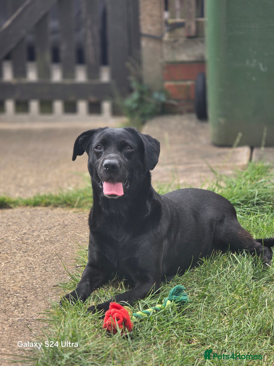Mixed Breed dogs for sale: Vizslador Puppies - Image 6