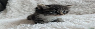 Tabby Male