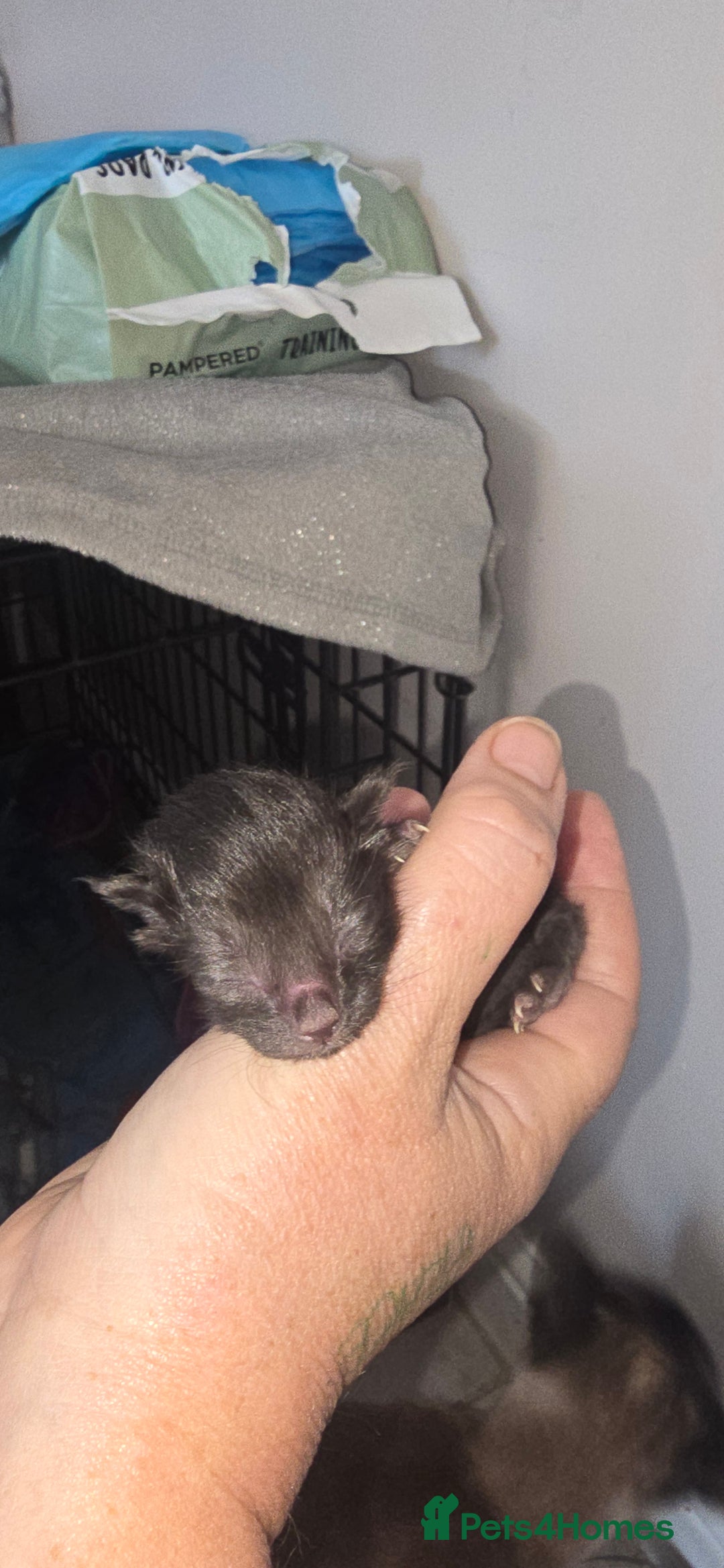 Siamese cats for sale: Siamese X British short hair  - Image 5