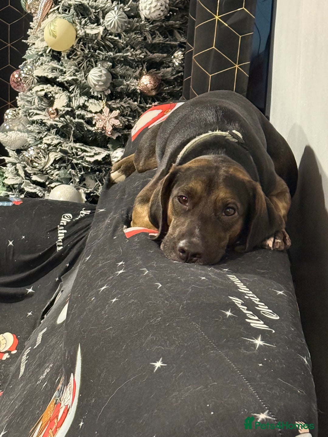 Mixed Breed dogs for sale: Spaniel cross Dacshund boy almost 2yrs - Advert 4