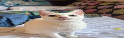 Khao Manee cats for sale: Rehome for my girl, not sale. - Advert 4