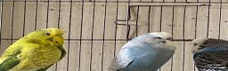 Budgerigars birds for sale: 5 Budgies for sale  - Advert 3