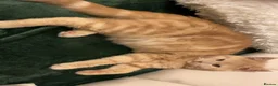 British Shorthair cats for sale: Sushi, chopstick - Advert 4