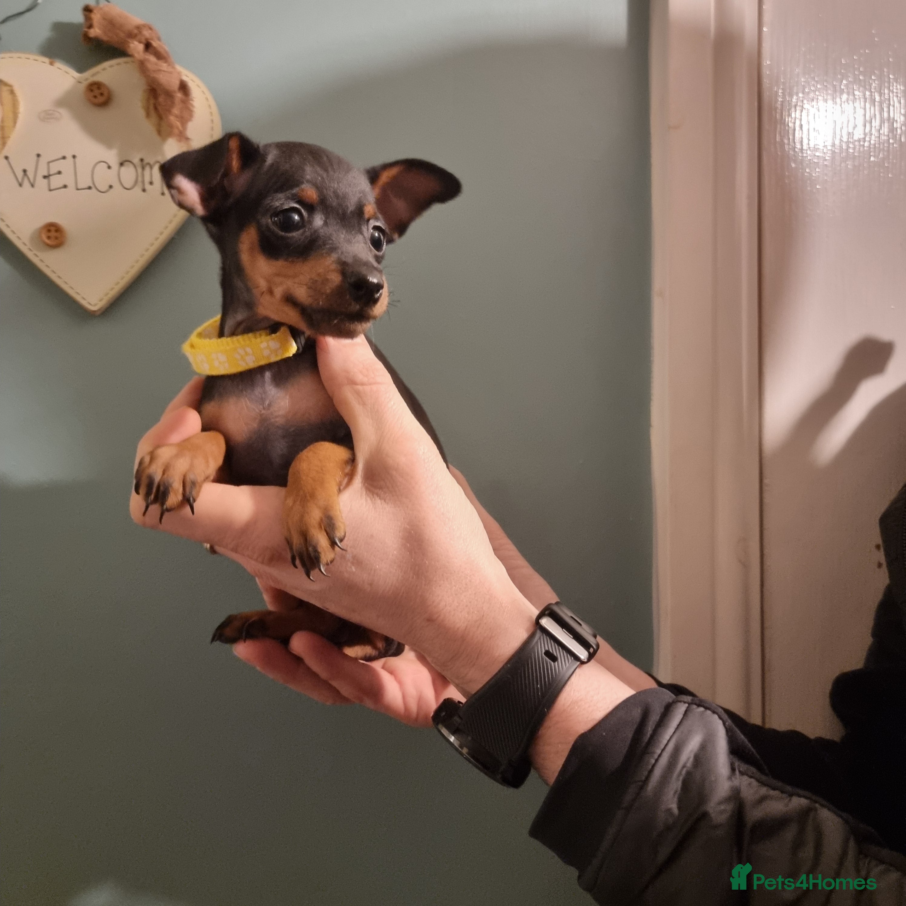 Miniature Pinscher dogs Miniature pinscher pups - Advert 1