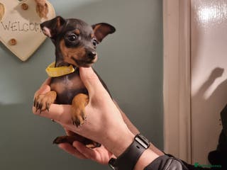 Miniature Pinscher dogs Miniature pinscher pups - Advert 1