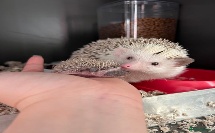 Pygmy Hedgehog rodents - Advert 3