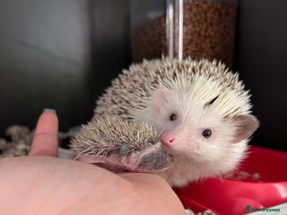 Pygmy Hedgehog rodents Pygmy Hedgehogs - Advert 3