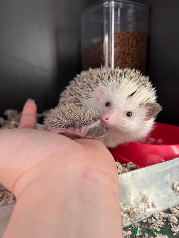 Pygmy Hedgehog rodents - Advert 3