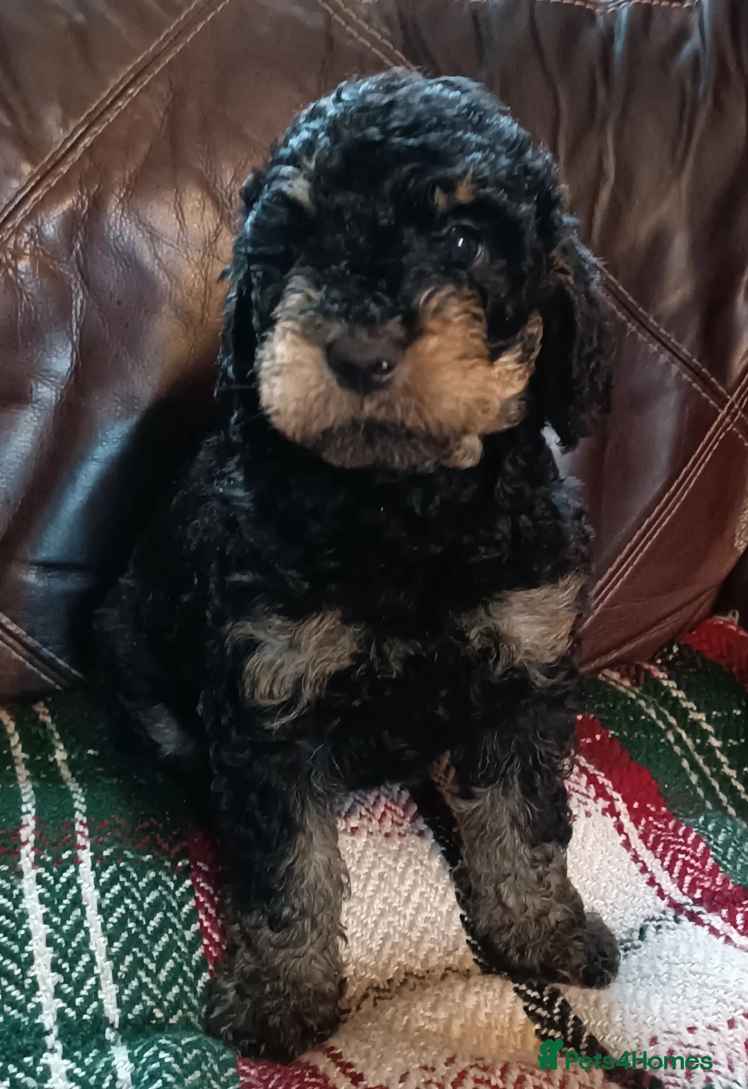 Labradoodle dogs for sale: Stunning Labradoodle pups... Only 2 available - Advert 1