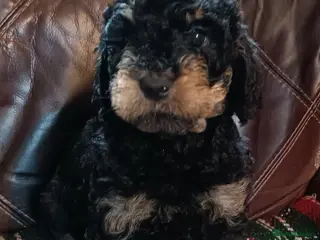 Labradoodle dogs Stunning F2 Labradoodle pups... Available soon - Advert 8