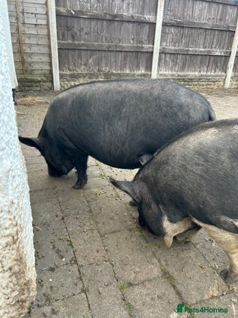 Pig livestock - Advert 3