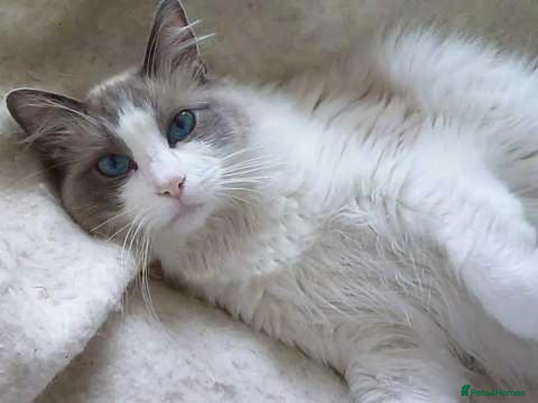 Ragdoll cats for sale: Bi-Colour Ragdoll Male - Advert 1