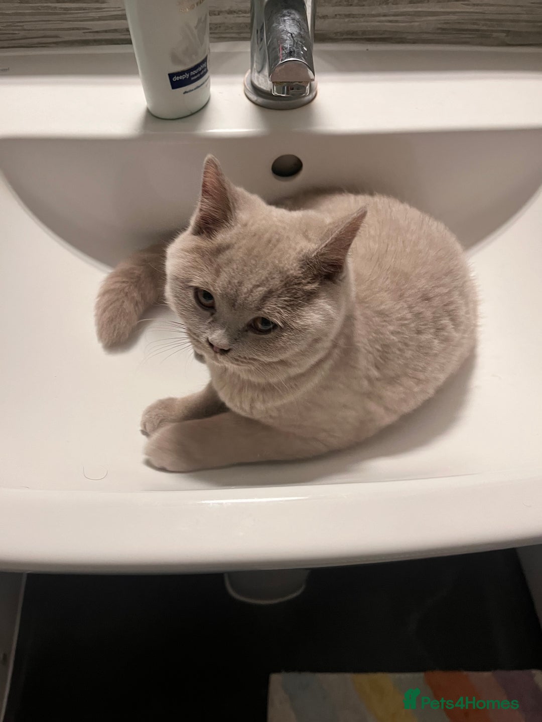 British Shorthair cats for sale: 4 month old GCCF British Short Hair - LILAC - Image 12
