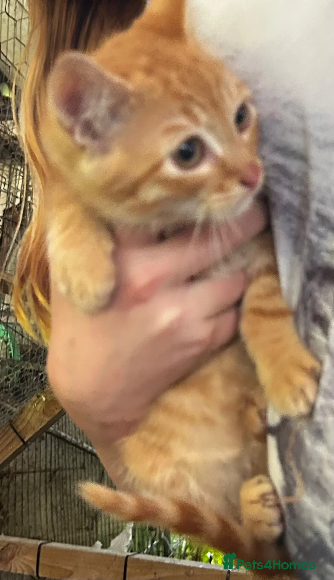 Mixed Breed cats for sale: Lovely kittens for sale  - Advert 3
