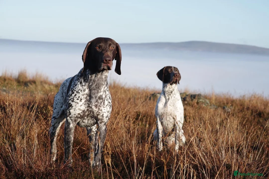 German Shorthaired Pointer dogs for stud: Excellent example Gsp kc and health tested. STUD in Lancaster - Advert 14